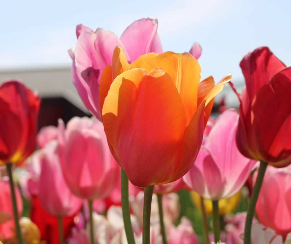 Orange and pink tulips at Tulip Barn during Tulip festival