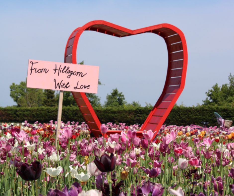 wooden heart with pink sign from Hillegom with love at Tulip Barn