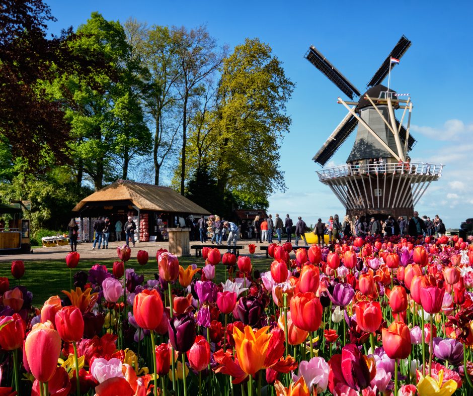 windmill keukenhof with tulips