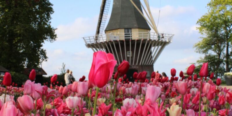 keukenhof windmill with pink tulips