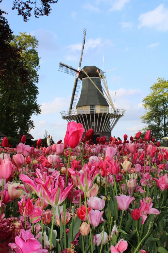 Windmill at Keukenhof with pink Tulips at the front