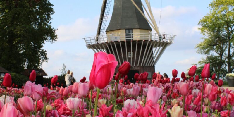 Windmill at Keukenhof with pink Tulips at the front