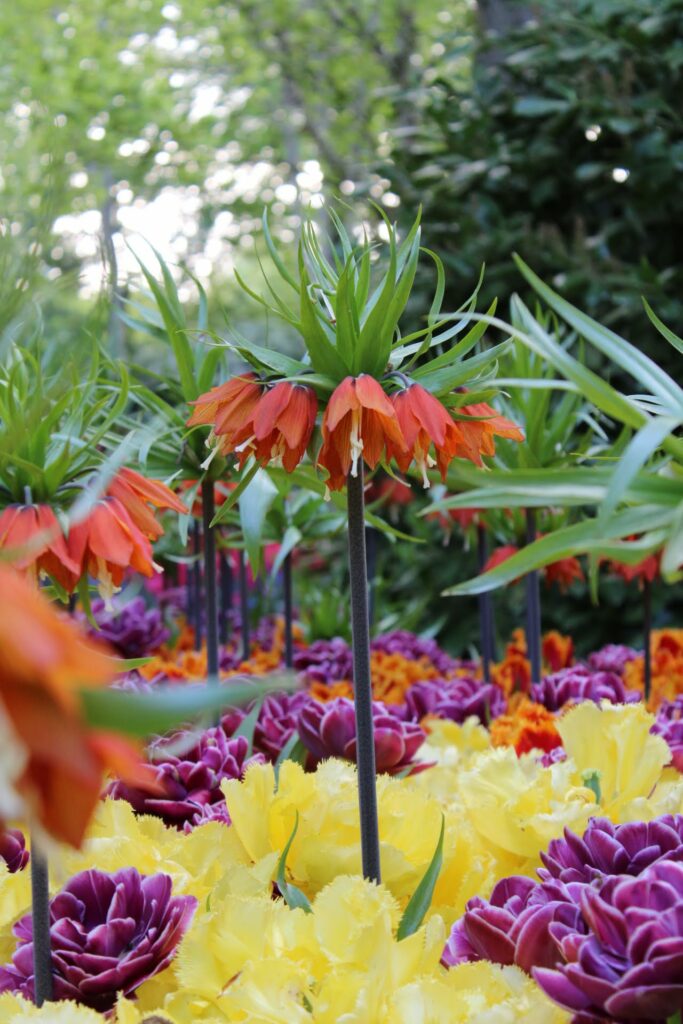 Colourful flowers at Keukenhof