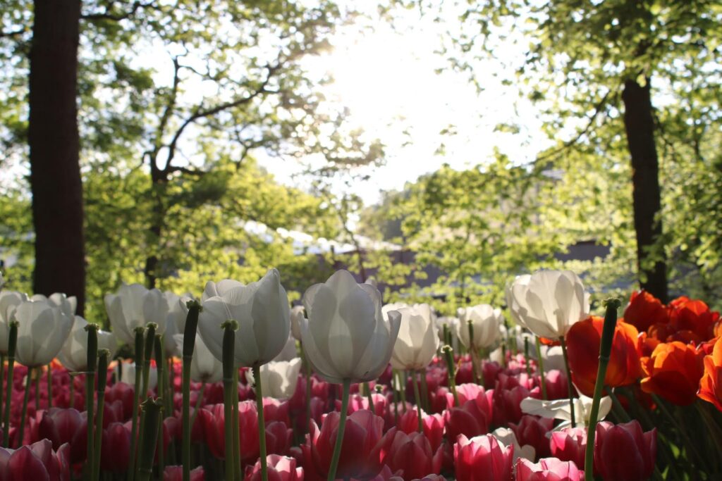 Tulips surrounded by trees at Keukenhof